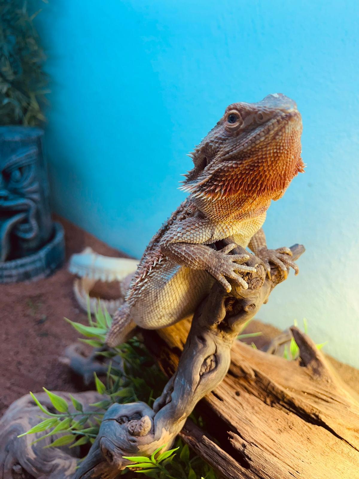 poggy pogona